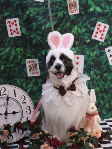 20250420マリーちゃん